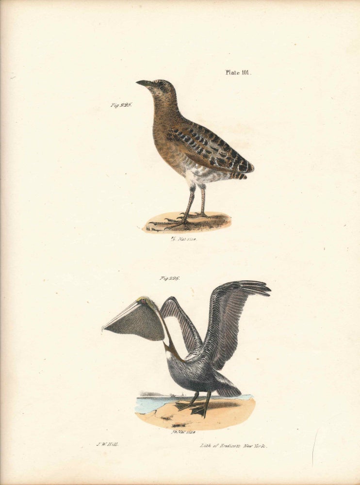 Item #34427 Bird print - Plate 101 from Zoology of New York, or the New-York Fauna. Part II Birds. James E. De Kay, J. W. Hill, George Endicott, John William, lithographer, Ellsworth.