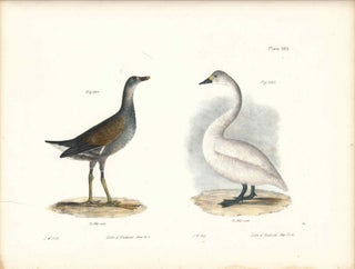 Item #34428 Bird print - Plate 105 from Zoology of New York, or the New-York Fauna. Part II...
