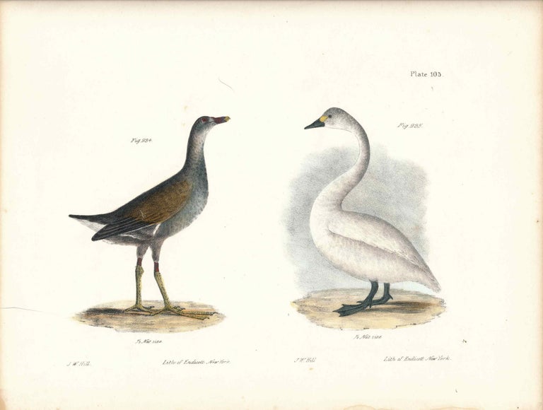 Item #34428 Bird print - Plate 105 from Zoology of New York, or the New-York Fauna. Part II Birds. James E. De Kay, J. W. Hill, George Endicott, John William, lithographer, Ellsworth.