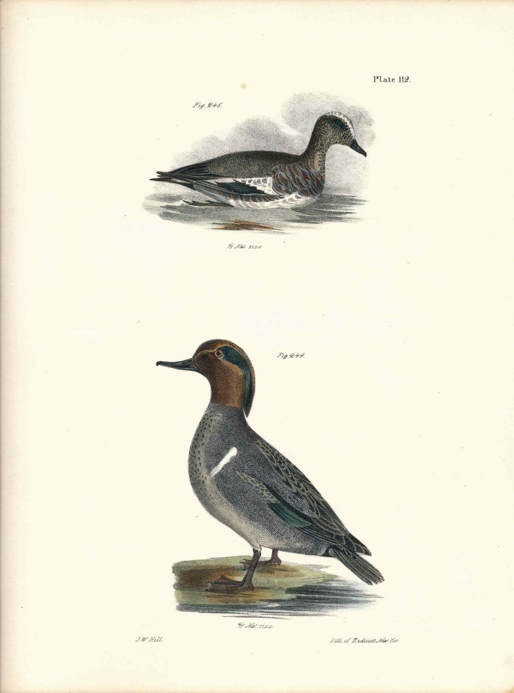 Item #34429 Bird print - Plate 112 from Zoology of New York, or the New-York Fauna. Part II Birds. James E. De Kay, J. W. Hill, George Endicott, John William, lithographer, Ellsworth.