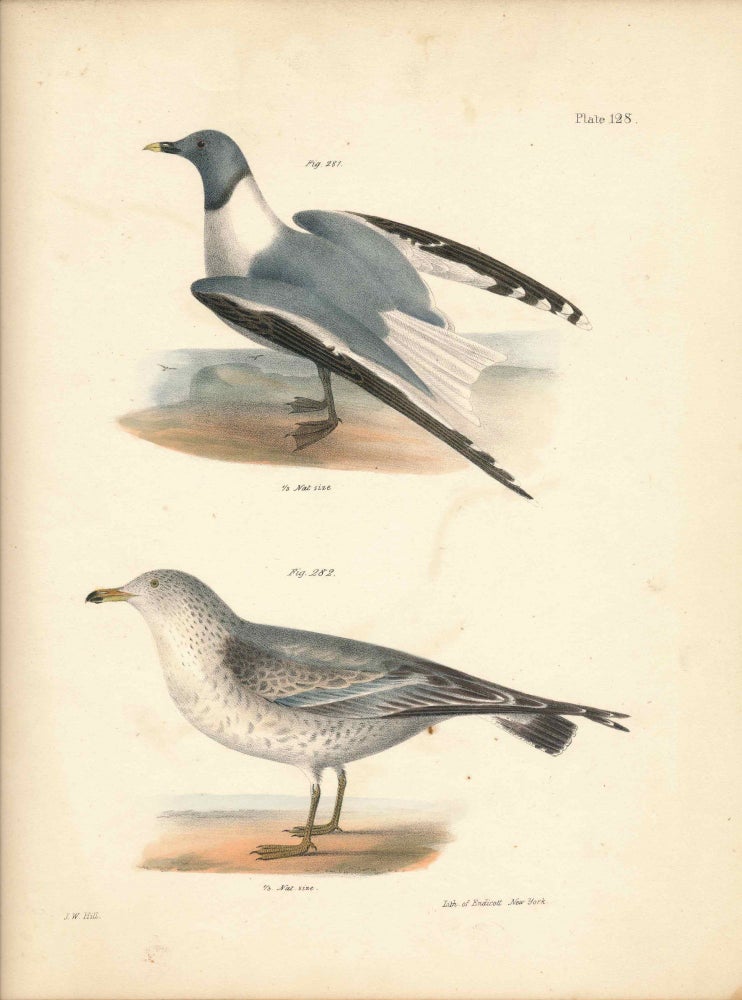 Item #34430 Bird print - Plate 128 from Zoology of New York, or the New-York Fauna. Part II Birds. James E. De Kay, J. W. Hill, George Endicott, John William, lithographer, Ellsworth.