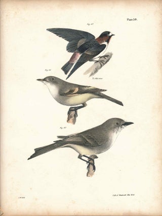 Item #34431 Bird print - Plate 30 from Zoology of New York, or the New-York Fauna. Part II Birds....