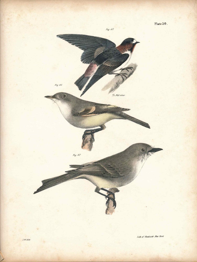 Item #34431 Bird print - Plate 30 from Zoology of New York, or the New-York Fauna. Part II Birds. James E. De Kay, J. W. Hill, George Endicott, John William, lithographer, Ellsworth.