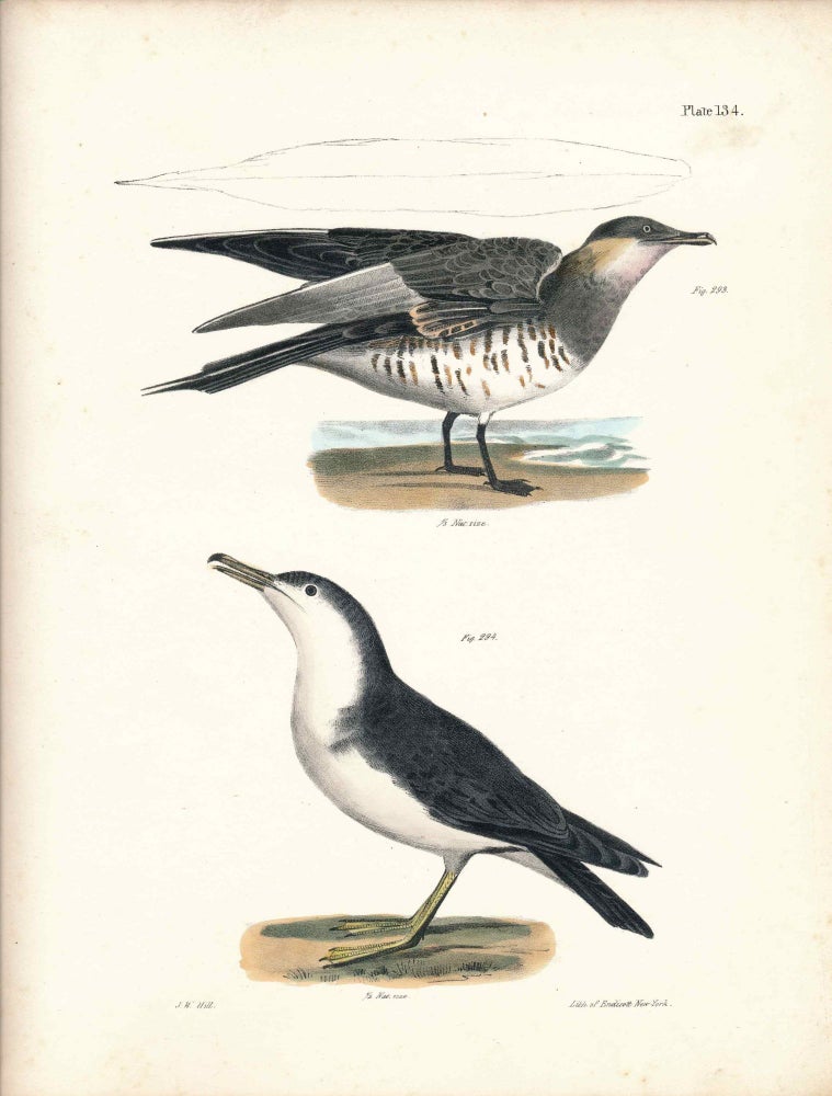 Item #34432 Bird print - Plate 134 from Zoology of New York, or the New-York Fauna. Part II Birds. James E. De Kay, J. W. Hill, George Endicott, John William, lithographer, Ellsworth.