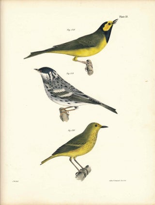 Item #34433 Bird print - Plate 57 from Zoology of New York, or the New-York Fauna. Part II Birds....