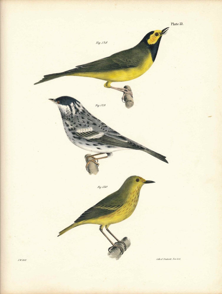 Item #34433 Bird print - Plate 57 from Zoology of New York, or the New-York Fauna. Part II Birds. James E. De Kay, J. W. Hill, George Endicott, John William, lithographer, Ellsworth.