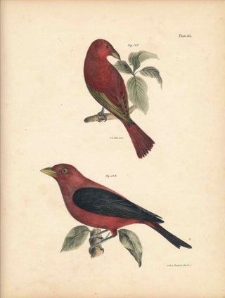 Item #34434 Bird print - Plate 65 from Zoology of New York, or the New-York Fauna. Part II Birds....