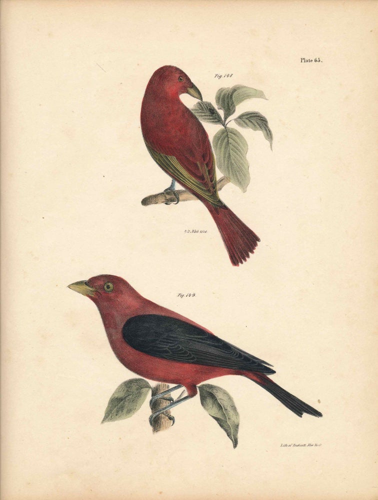 Item #34434 Bird print - Plate 65 from Zoology of New York, or the New-York Fauna. Part II Birds. James E. De Kay, J. W. Hill, George Endicott, John William, lithographer, Ellsworth.