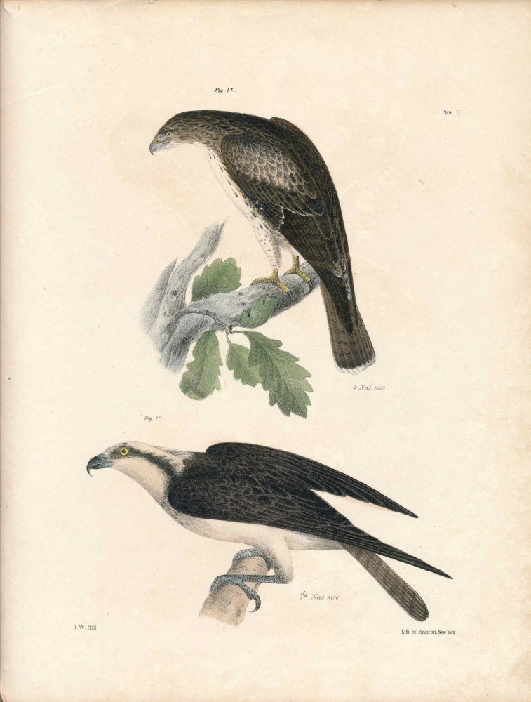 Item #34435 Bird print - Plate 8 from Zoology of New York, or the New-York Fauna. Part II Birds. James E. De Kay, J. W. Hill, George Endicott, John William, lithographer, Ellsworth.