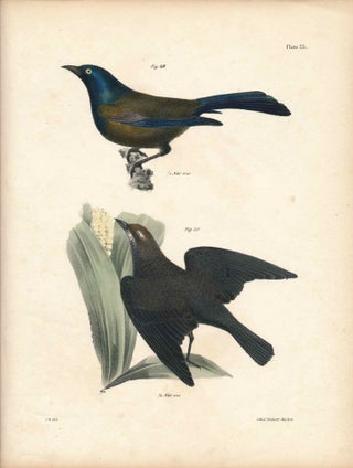 Item #34436 Bird print - Plate 23 from Zoology of New York, or the New-York Fauna. Part II Birds....