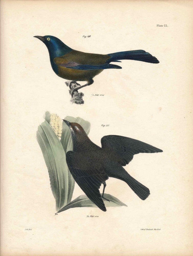 Item #34436 Bird print - Plate 23 from Zoology of New York, or the New-York Fauna. Part II Birds. James E. De Kay, J. W. Hill, George Endicott, John William, lithographer, Ellsworth.