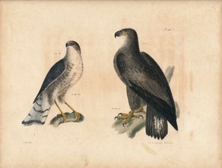 Item #34437 Bird print - Plate 1 from Zoology of New York, or the New-York Fauna. Part II Birds....