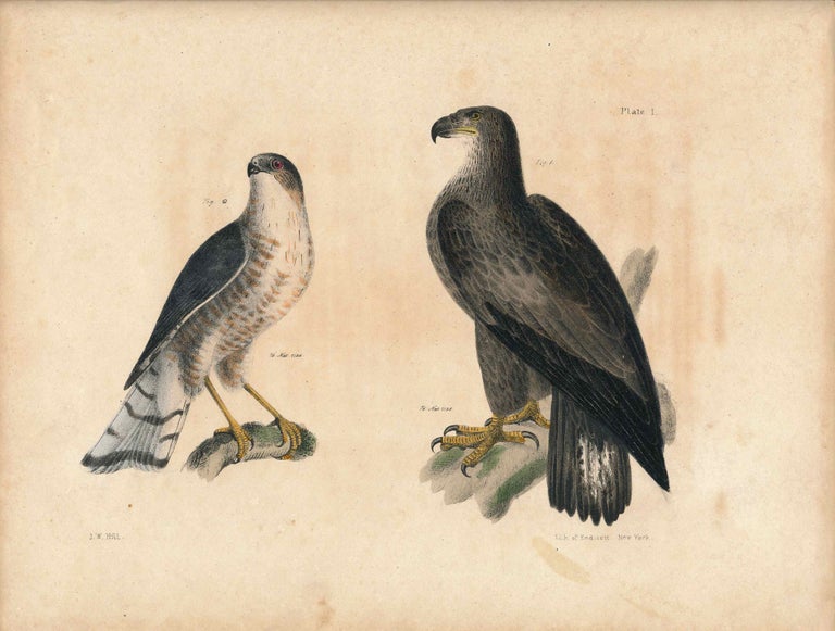 Item #34437 Bird print - Plate 1 from Zoology of New York, or the New-York Fauna. Part II Birds. James E. De Kay, J. W. Hill, George Endicott, John William, lithographer, Ellsworth.