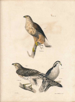 Item #34438 Bird print - Plate 2 from Zoology of New York, or the New-York Fauna. Part II Birds....