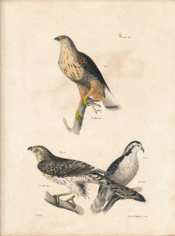 Item #34438 Bird print - Plate 2 from Zoology of New York, or the New-York Fauna. Part II Birds. James E. De Kay, J. W. Hill, George Endicott, John William, lithographer, Ellsworth.
