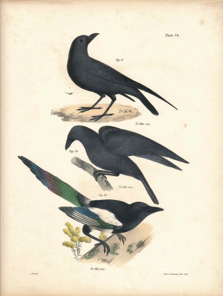 Item #34440 Bird print - Plate 24 from Zoology of New York, or the New-York Fauna. Part II Birds. James E. De Kay, J. W. Hill, George Endicott, John William, lithographer, Ellsworth.