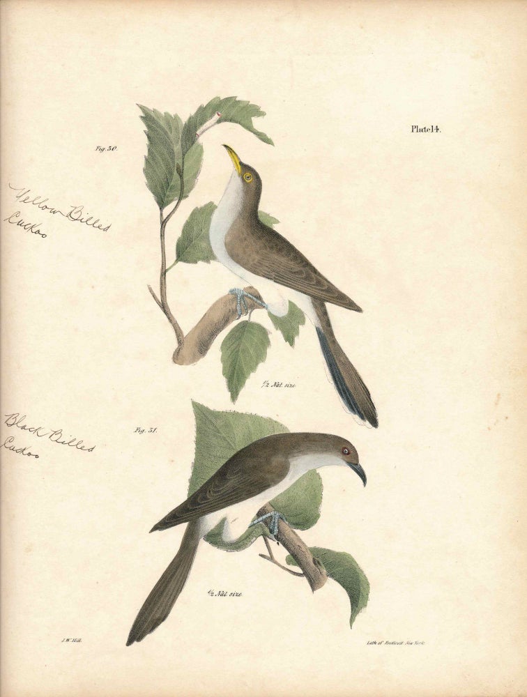 Item #34444 Bird print - Plate 14 from Zoology of New York, or the New-York Fauna. Part II Birds. James E. De Kay, J. W. Hill, George Endicott, John William, lithographer, Ellsworth.