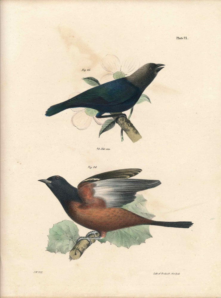 Item #34445 Bird print - Plate 21 from Zoology of New York, or the New-York Fauna. Part II Birds. James E. De Kay, J. W. Hill, George Endicott, John William, lithographer, Ellsworth.