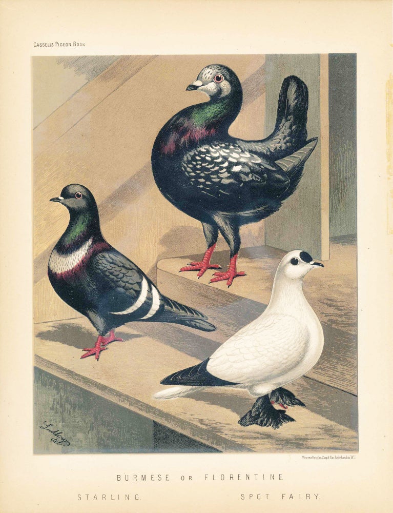 Item #34446 Cassell's Pigeon Book - "Burmese or Florentine / Starling and Spot Fairy" Pigeons. Cassell, Lewis Wright, J W. Ludlow, artist.