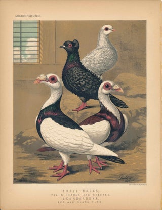 Item #34447 Cassell's Pigeon Book - "Frill-Backs, Plain-Headed and Crested. Scandaroons, red and...