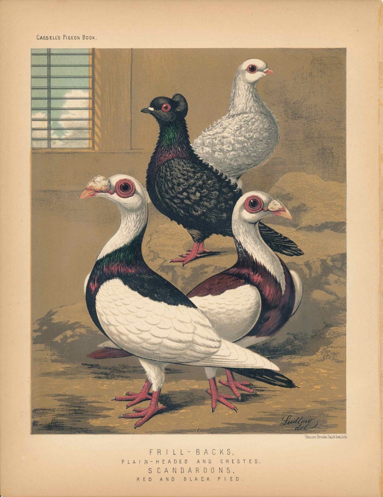 Item #34447 Cassell's Pigeon Book - "Frill-Backs, Plain-Headed and Crested. Scandaroons, red and black pied" Pigeons. Cassell, Lewis Wright, J W. Ludlow, artist.