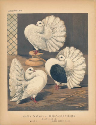 Item #34448 Cassell's Pigeon Book - "Scotch Fantails or Broad-tailed Shakers. White Laced, White,...