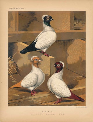 Item #34449 Cassell's Pigeon Book - "Nuns, Yellow, Black, Red" Pigeons. Cassell, Lewis Wright, J...