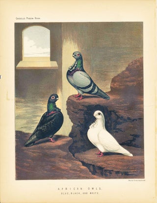 Item #34451 Cassell's Pigeon Book - "American Owls, Blue, Black, and White" Pigeons. Cassell,...