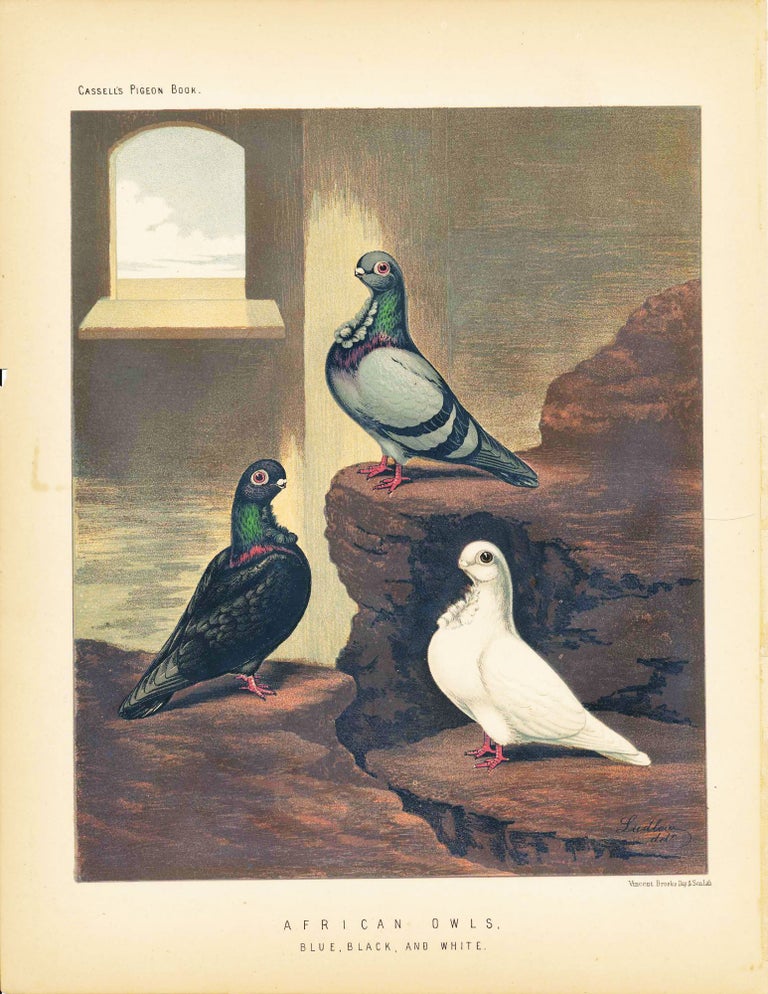 Item #34451 Cassell's Pigeon Book - "American Owls, Blue, Black, and White" Pigeons. Cassell, Lewis Wright, J W. Ludlow, artist.