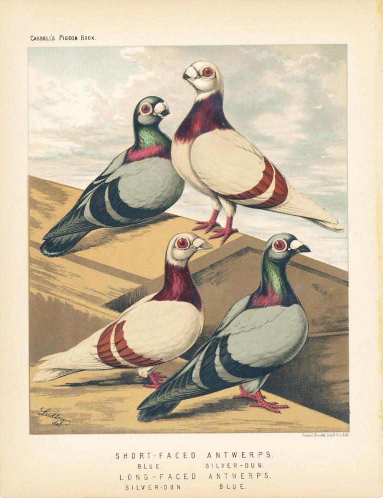 Item #34452 Cassell's Pigeon Book - "Short-Faced Antwerps. Blue, Silver-Dun; Long-Faced Antwerps. Silver-Dun, Blue" Pigeons. Cassell, Lewis Wright, J W. Ludlow, artist.