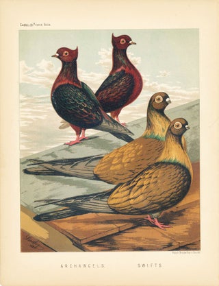 Item #34453 Cassell's Pigeon Book - "Archangels and Swifts" Pigeons. Cassell, Lewis Wright, J W....