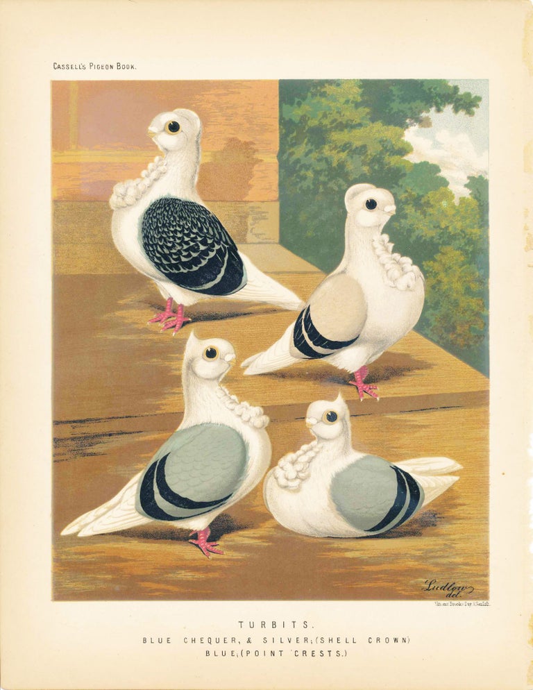Item #34454 Cassell's Pigeon Book - "Turbits. Blue Chequer, & Silver (Shell Crown) Blue (Point Crests)" Pigeons. Cassell, Lewis Wright, J W. Ludlow, artist.