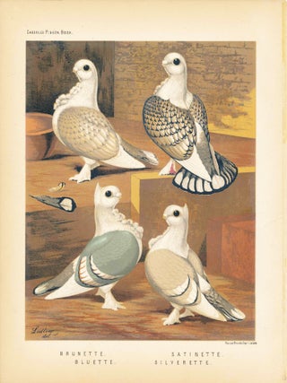 Item #34455 Cassell's Pigeon Book - "Brunette, Bluette, Satinette, Silverette" Pigeons. Cassell,...