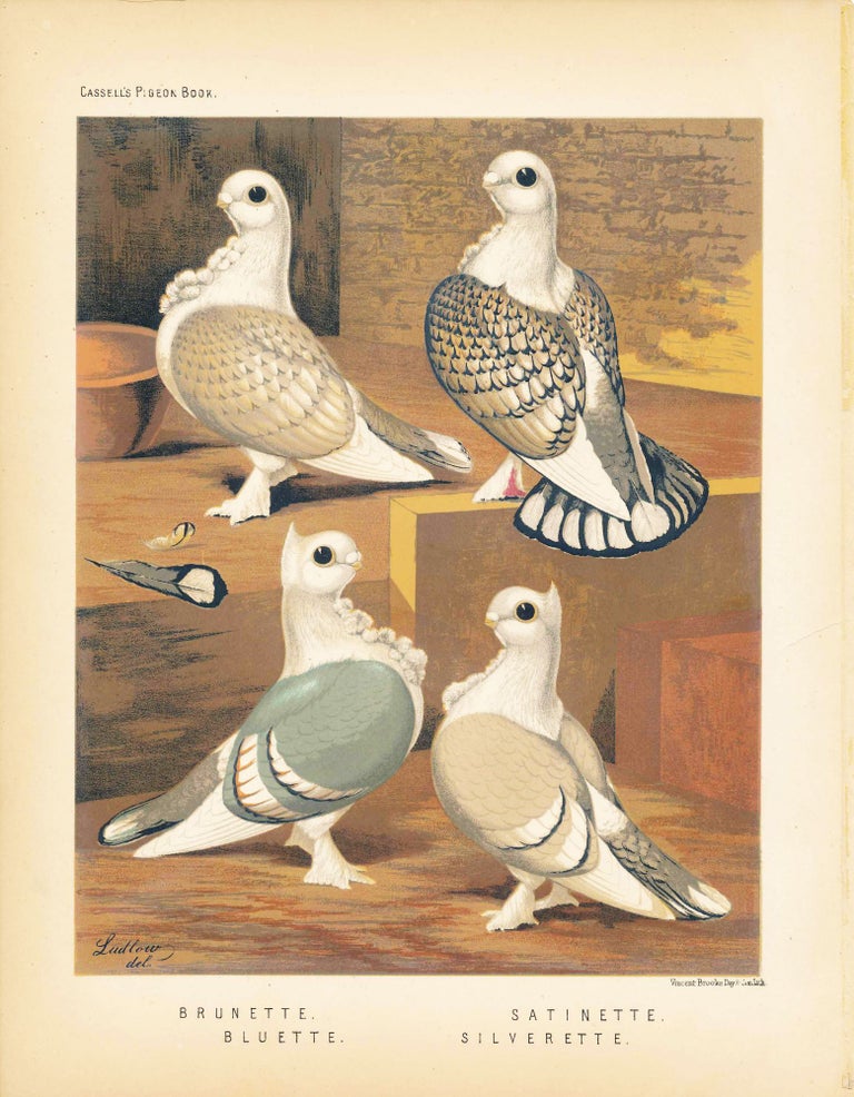 Item #34455 Cassell's Pigeon Book - "Brunette, Bluette, Satinette, Silverette" Pigeons. Cassell, Lewis Wright, J W. Ludlow, artist.