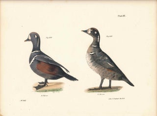 Item #34466 Bird print - Plate 117 from Zoology of New York, or the New-York Fauna. Part II...
