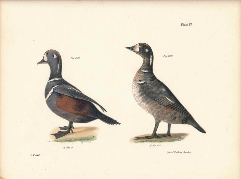 Item #34466 Bird print - Plate 117 from Zoology of New York, or the New-York Fauna. Part II Birds. James E. De Kay, J. W. Hill, George Endicott, John William, lithographer, Ellsworth.