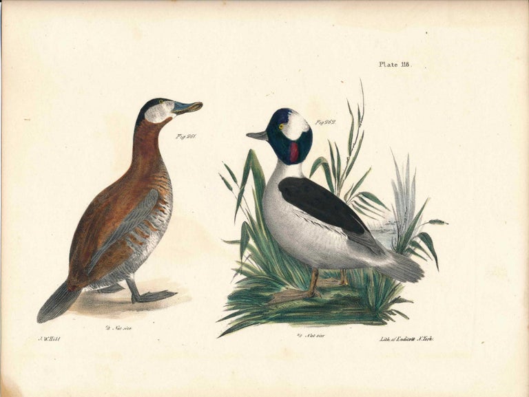 Item #34467 Bird print - Plate 118 from Zoology of New York, or the New-York Fauna. Part II Birds. James E. De Kay, J. W. Hill, George Endicott, John William, lithographer, Ellsworth.