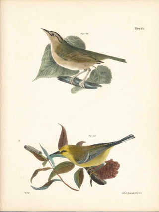 Item #34468 Bird print - Plate 55 from Zoology of New York, or the New-York Fauna. Part II Birds....