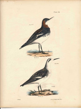 Item #34469 Bird print - Plate 90 from Zoology of New York, or the New-York Fauna. Part II Birds....