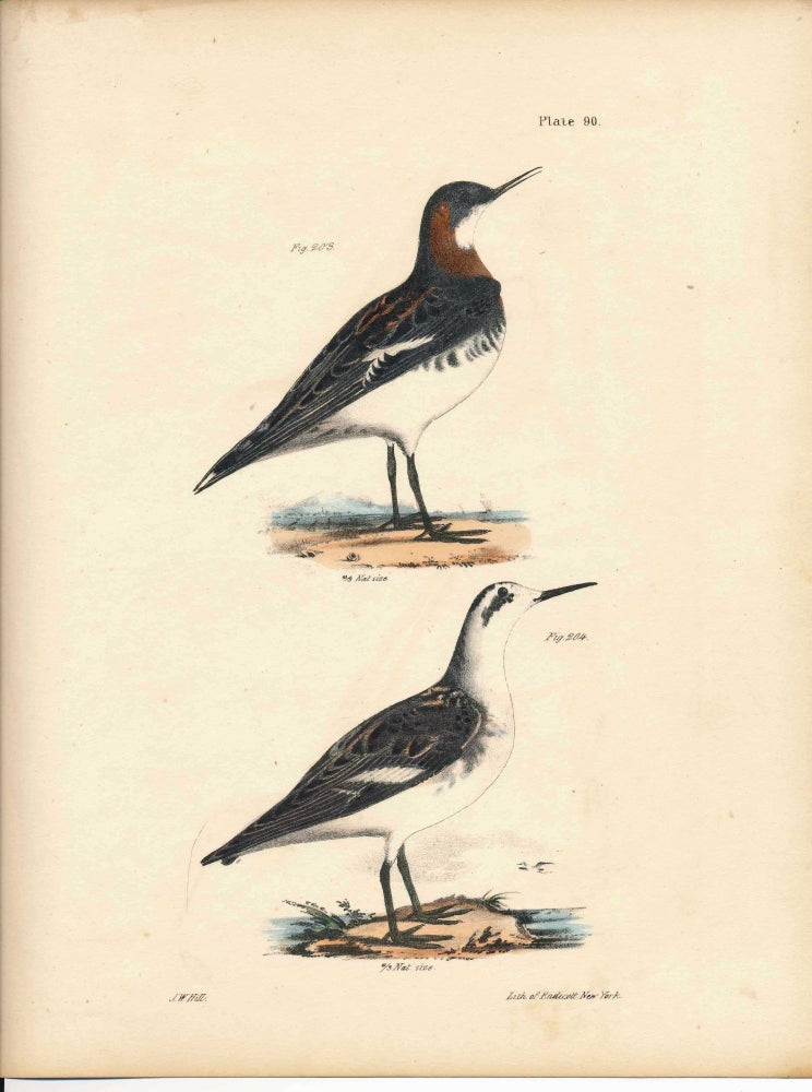 Item #34469 Bird print - Plate 90 from Zoology of New York, or the New-York Fauna. Part II Birds. James E. De Kay, J. W. Hill, George Endicott, John William, lithographer, Ellsworth.