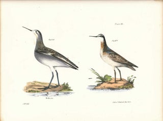 Item #34470 Bird print - Plate 89 from Zoology of New York, or the New-York Fauna. Part II Birds....