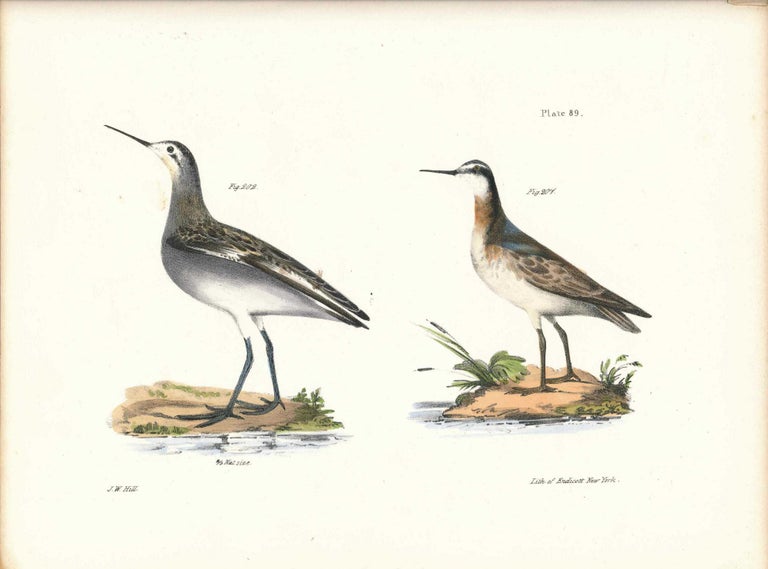 Item #34470 Bird print - Plate 89 from Zoology of New York, or the New-York Fauna. Part II Birds. James E. De Kay, J. W. Hill, George Endicott, John William, lithographer, Ellsworth.