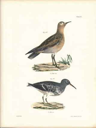Item #34471 Bird print - Plate 87 from Zoology of New York, or the New-York Fauna. Part II Birds....
