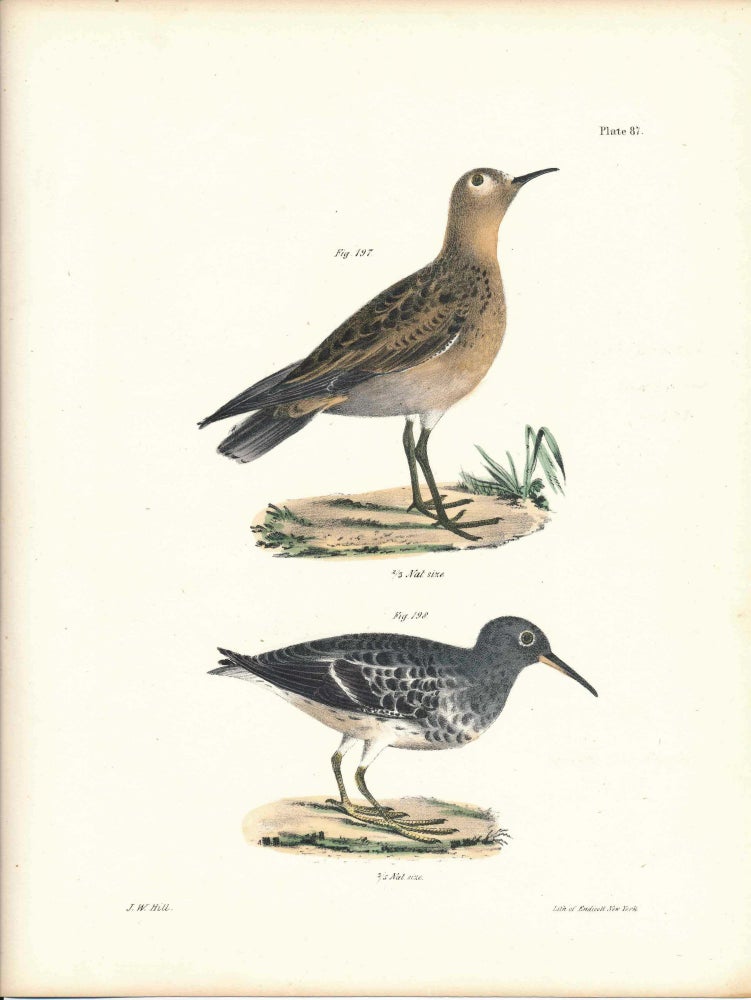 Item #34471 Bird print - Plate 87 from Zoology of New York, or the New-York Fauna. Part II Birds. James E. De Kay, J. W. Hill, George Endicott, John William, lithographer, Ellsworth.