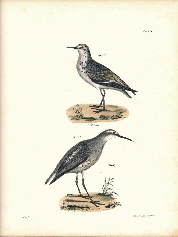 Item #34472 Bird print - Plate 86 from Zoology of New York, or the New-York Fauna. Part II Birds. James E. De Kay, J. W. Hill, George Endicott, John William, lithographer, Ellsworth.
