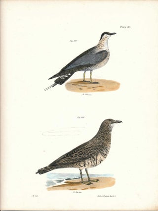 Item #34473 Bird print - Plate 133 from Zoology of New York, or the New-York Fauna. Part II...