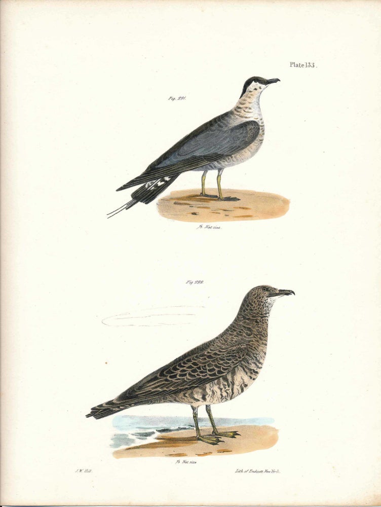 Item #34473 Bird print - Plate 133 from Zoology of New York, or the New-York Fauna. Part II Birds. James E. De Kay, J. W. Hill, George Endicott, John William, lithographer, Ellsworth.