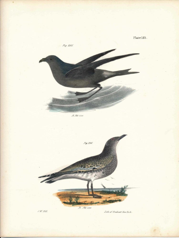 Item #34474 Bird print - Plate 135 from Zoology of New York, or the New-York Fauna. Part II Birds. James E. De Kay, J. W. Hill, George Endicott, John William, lithographer, Ellsworth.