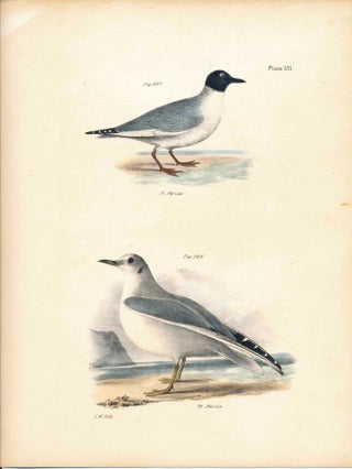 Item #34475 Bird print - Plate 131 from Zoology of New York, or the New-York Fauna. Part II...