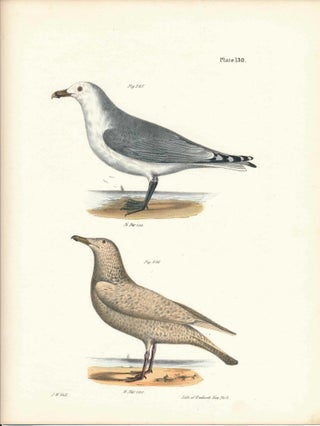 Item #34476 Bird print - Plate 130 from Zoology of New York, or the New-York Fauna. Part II...